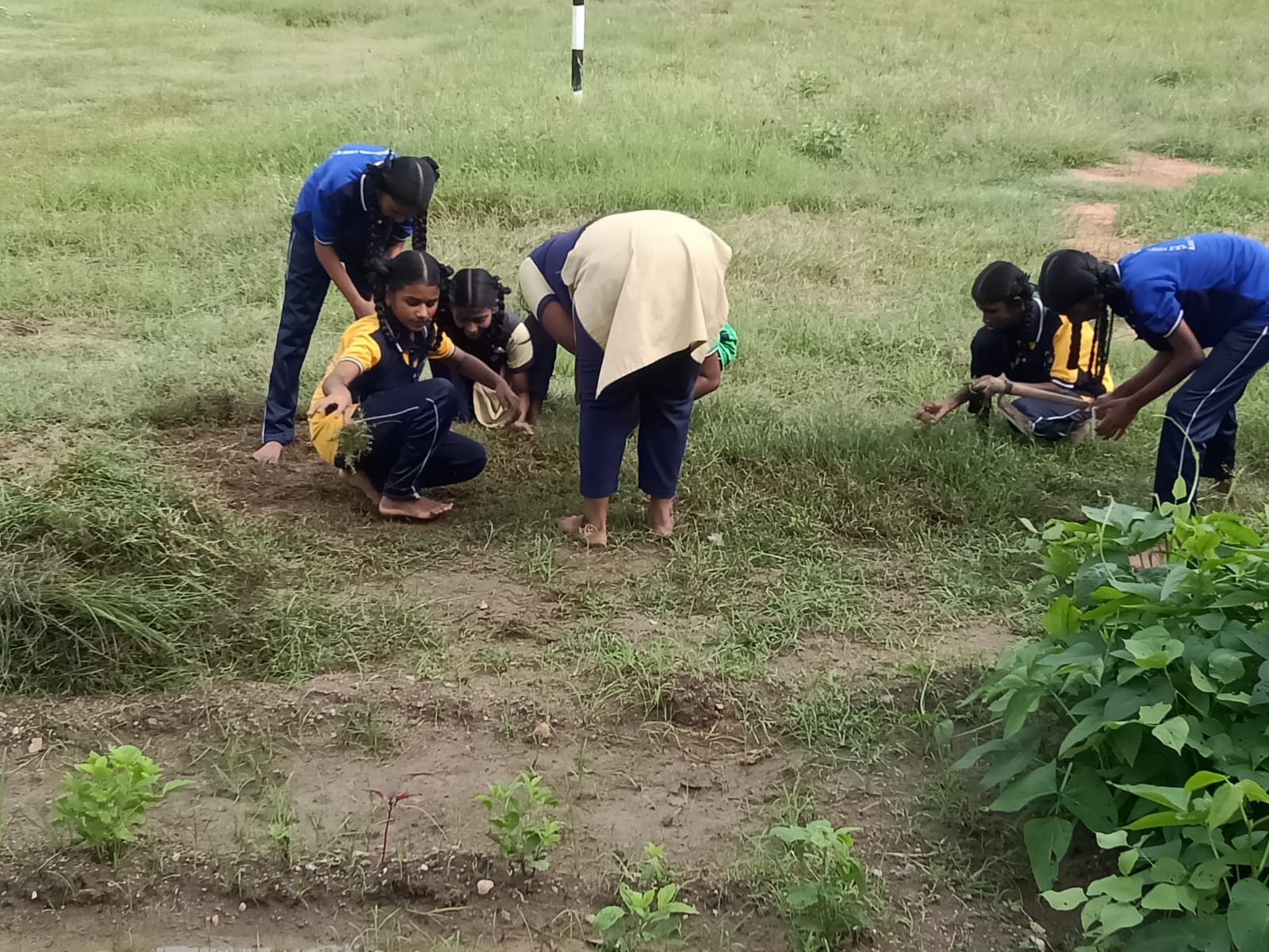SCIENCE CLUB - GROWTH ACTIVITIES